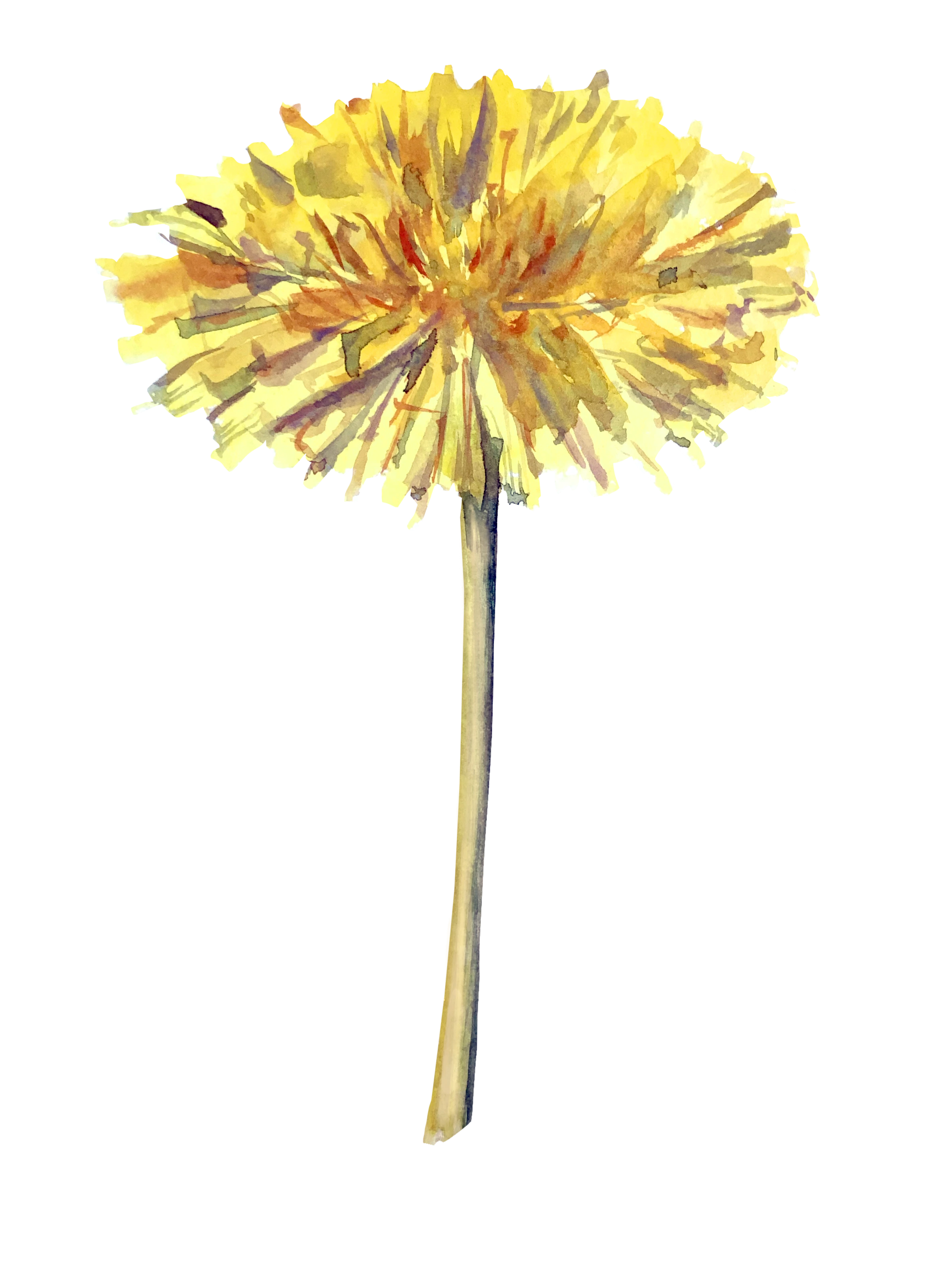 Löwenzahn